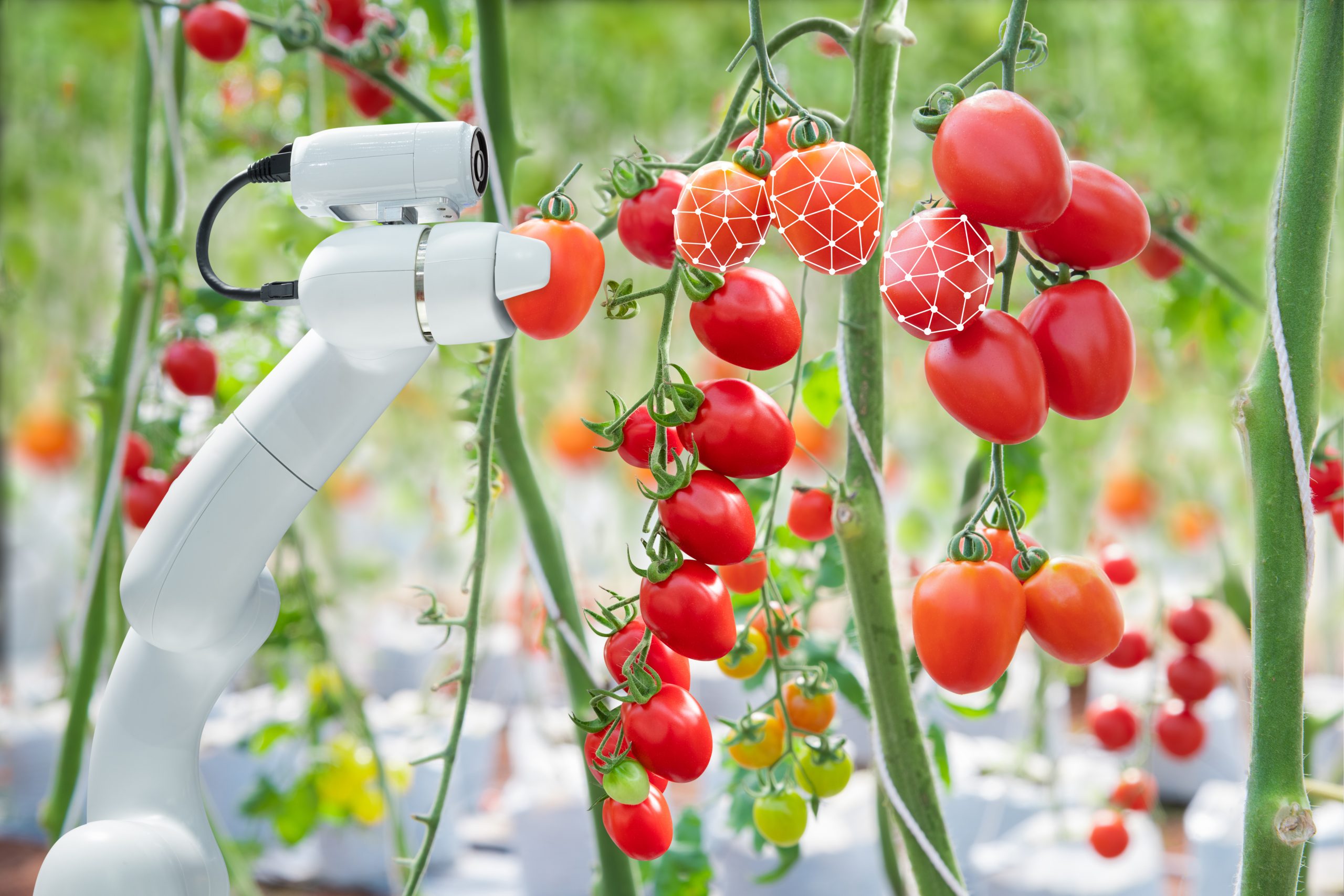 Image processing technology was apply with The robot to used to harvesting tomatoes in agriculture industry